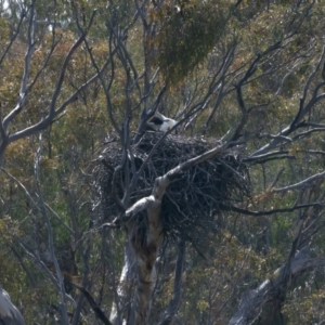 Haliaeetus leucogaster at Yarrow, NSW - suppressed