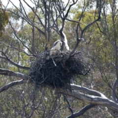 Haliaeetus leucogaster at Yarrow, NSW - suppressed