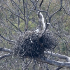 Haliaeetus leucogaster at Yarrow, NSW - suppressed
