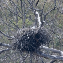 Haliaeetus leucogaster at Yarrow, NSW - suppressed