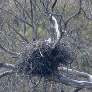 Haliaeetus leucogaster at Yarrow, NSW - 2 Oct 2023