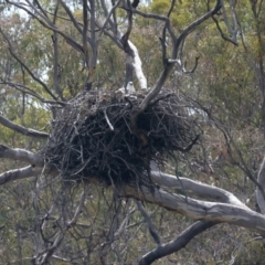 Haliaeetus leucogaster at Yarrow, NSW - 2 Oct 2023