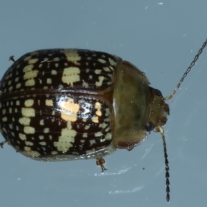 Paropsis pictipennis at Ainslie, ACT - 2 Oct 2023