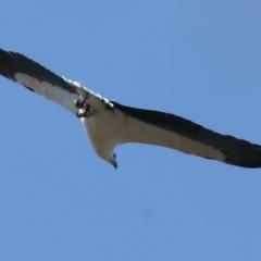 Haliaeetus leucogaster (White-bellied Sea-Eagle) at QPRC LGA - 1 Oct 2023 by jb2602