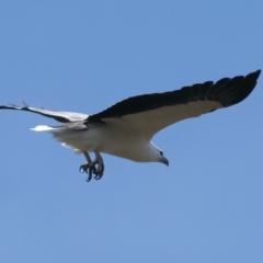 Haliaeetus leucogaster at Yarrow, NSW - suppressed