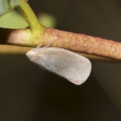Anzora unicolor (Grey Planthopper) at Scullin, ACT - 14 Feb 2023 by AlisonMilton