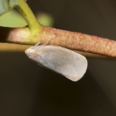 Anzora unicolor (Grey Planthopper) at Scullin, ACT - 14 Feb 2023 by AlisonMilton