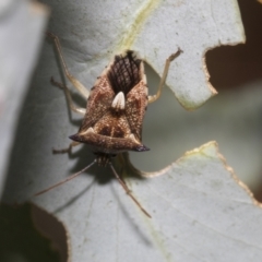 Oechalia schellenbergii (Spined Predatory Shield Bug) at Scullin, ACT - 14 Feb 2023 by AlisonMilton