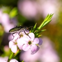 Unidentified Checkered Beetles (Cleridae) at Penrose, NSW - 3 Oct 2023 by Aussiegall