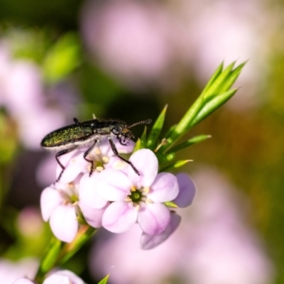 Eleale sp. (genus) (Clerid beetle) by Aussiegall