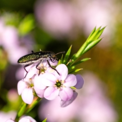 Unidentified Checkered Beetles (Cleridae) at Penrose, NSW - 3 Oct 2023 by Aussiegall