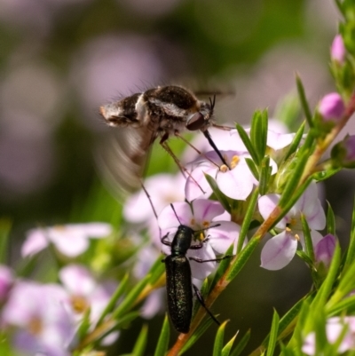 Unidentified Bee fly (Bombyliidae) at Wingecarribee Local Government Area - 3 Oct 2023 by Aussiegall