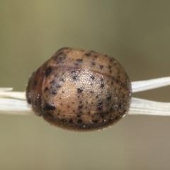 Trachymela sp. (genus) (Brown button beetle) at Fraser, ACT - 14 Feb 2023 by AlisonMilton