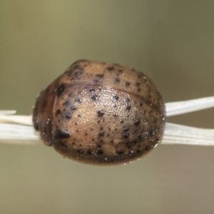 Trachymela sp. (genus) at Fraser, ACT - 14 Feb 2023