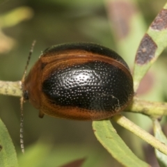 Dicranosterna immaculata (Acacia leaf beetle) at Fraser, ACT - 13 Feb 2023 by AlisonMilton