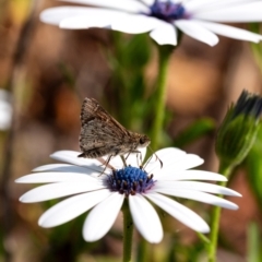 Pasma tasmanica (Two-spotted Grass-skipper) at Wingecarribee Local Government Area - 3 Oct 2023 by Aussiegall