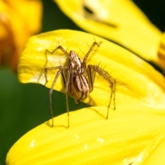 Oxyopes elegans (Elegant Lynx Spider) at Penrose, NSW - 3 Oct 2023 by Aussiegall