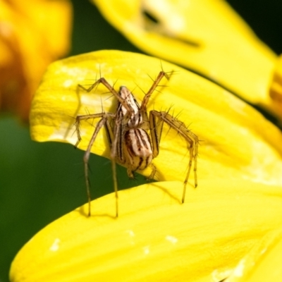 Oxyopes elegans (Elegant Lynx Spider) at Wingecarribee Local Government Area - 3 Oct 2023 by Aussiegall