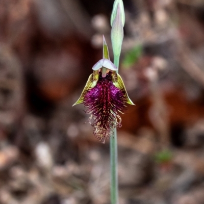Calochilus platychilus (Purple Beard Orchid) at Wingecarribee Local Government Area - 1 Oct 2023 by Aussiegall