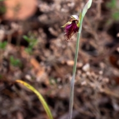 Calochilus platychilus at Penrose, NSW - suppressed