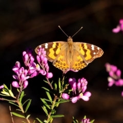 Vanessa kershawi (Australian Painted Lady) at Wingecarribee Local Government Area - 1 Oct 2023 by Aussiegall