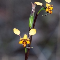 Diuris pardina (Leopard Doubletail) at Penrose, NSW - 1 Oct 2023 by Aussiegall