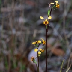 Diuris pardina at Penrose, NSW - suppressed