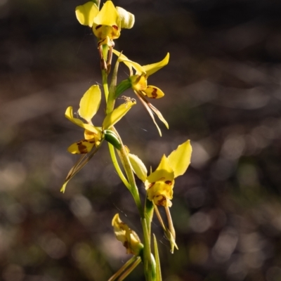 Diuris sulphurea (Tiger Orchid) at Penrose - 1 Oct 2023 by Aussiegall