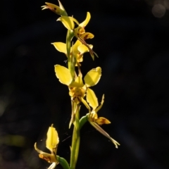 Diuris sulphurea at Penrose, NSW - 1 Oct 2023