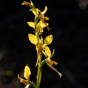 Diuris sulphurea at Penrose, NSW - 1 Oct 2023