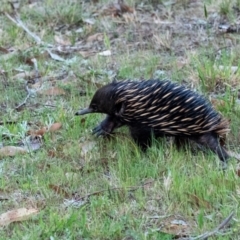 Tachyglossus aculeatus (Short-beaked Echidna) at Penrose - 1 Oct 2023 by Aussiegall