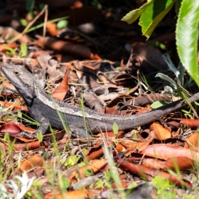 Amphibolurus muricatus (Jacky Lizard) at Penrose, NSW - 1 Oct 2023 by Aussiegall