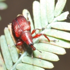 Euops sp. (genus) (A leaf-rolling weevil) at Canberra Central, ACT - 3 Oct 2023 by Harrisi