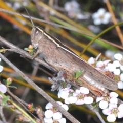 Apotropis tricarinata (Eastern striped grasshopper) at O'Connor, ACT - 3 Oct 2023 by Harrisi