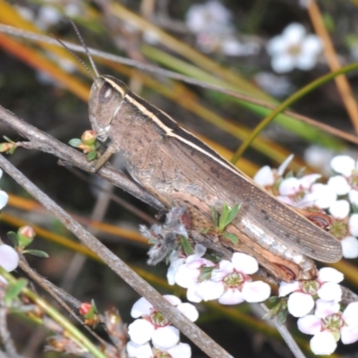 Apotropis tricarinata (Eastern striped grasshopper) at Black Mountain - 3 Oct 2023 by Harrisi