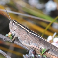 Apotropis tricarinata at O'Connor, ACT - 3 Oct 2023