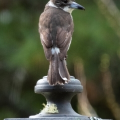 Cracticus torquatus (Grey Butcherbird) at Penrose - 28 Sep 2023 by Aussiegall