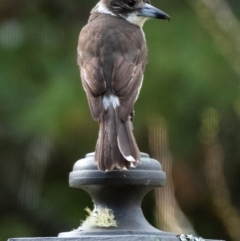 Cracticus torquatus (Grey Butcherbird) at Penrose - 27 Sep 2023 by Aussiegall