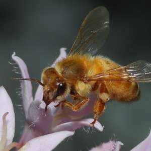 Apis mellifera at Wellington Point, QLD - suppressed