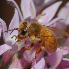 Apis mellifera at Wellington Point, QLD - suppressed