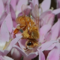 Apis mellifera at Wellington Point, QLD - suppressed