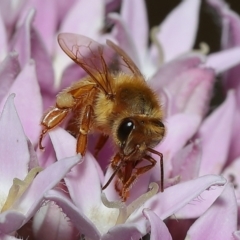 Apis mellifera at Wellington Point, QLD - suppressed