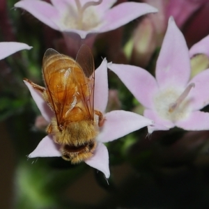 Apis mellifera at Wellington Point, QLD - suppressed