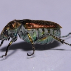 Unidentified Scarab beetle (Scarabaeidae) at Wellington Point, QLD - 4 Oct 2023 by TimL