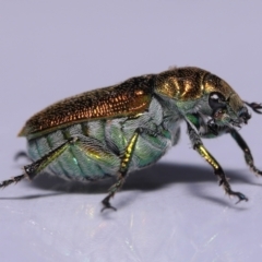 Diphucephala sp. (genus) at Wellington Point, QLD - suppressed