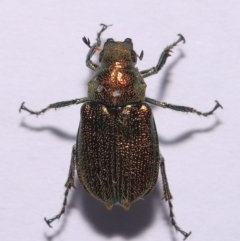 Diphucephala sp. (genus) at Wellington Point, QLD - suppressed