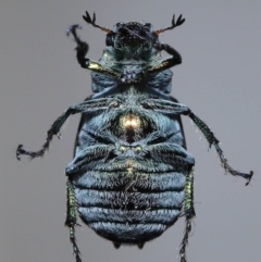 Diphucephala sp. (genus) at Wellington Point, QLD - suppressed