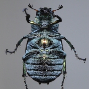 Diphucephala sp. (genus) at Wellington Point, QLD - suppressed