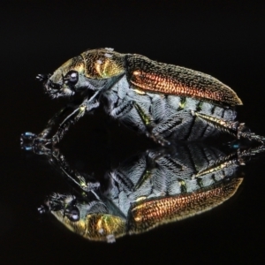 Diphucephala sp. (genus) at Wellington Point, QLD - suppressed