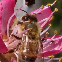 Apis mellifera (European honey bee) at Rendezvous Creek, ACT - 30 Aug 2023 by sascha